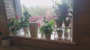 Перестановка комнатных растений в зимнем саду! Купила этажерку!