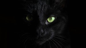 Удивительные факты о котах!