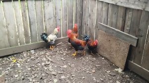 Четыре красавца.Сентябрь 2025г.