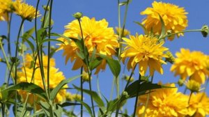 ЗОЛОТЫЕ ШАРЫ