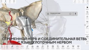 4. Стременной нерв и соединительная ветвь