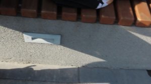 Сурикат(домашний)