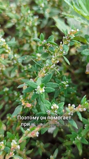 гонит камни из почек смотреть онлайн