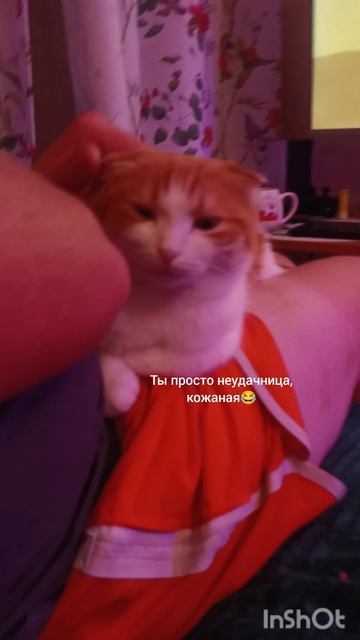 Кекс хитрец🐯