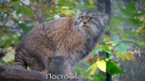 Манулы Ласточка, Снежана, Адель, Жора и котята вышли из своих домиков в ожидании обеда.