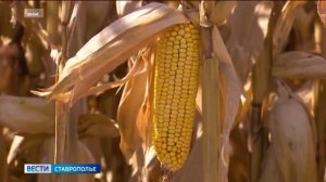 Ставропольские аграрии ускорили темпы уборки пропашных культур