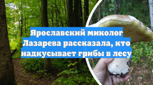 Ярославский миколог Лазарева рассказала, кто надкусывает грибы в лесу