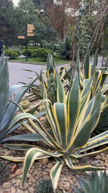 Агавы и кактусы в открытом грунте смотреть онлайн