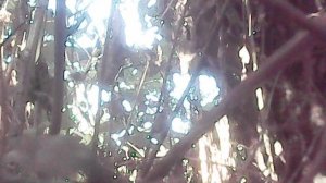 Удаление садовой поросли