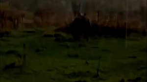 Медведи подходят к домам на Камчатке и Сахалине