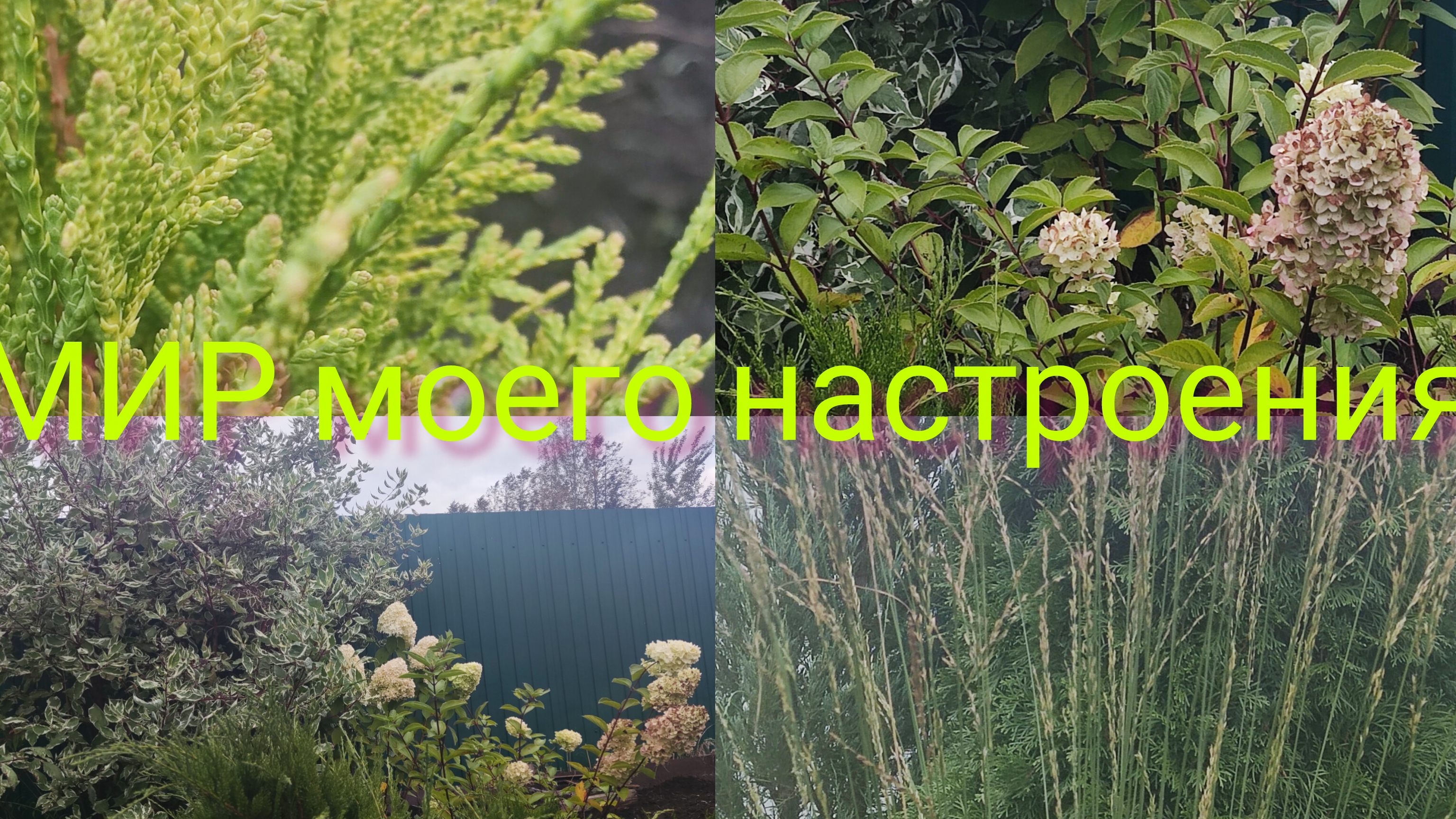 27.09.25 Дача.Перемены продолжаются.Новинки для сада прибавляются.