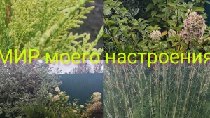 27.09.25 Дача.Перемены продолжаются.Новинки для сада прибавляются.