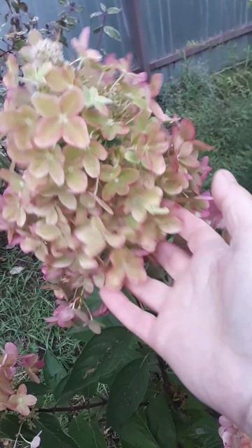 Металлика метельчатая гортензия.