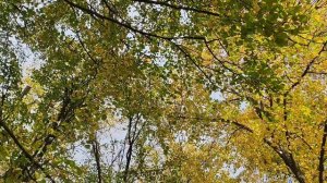 27-09-2025 деревья с желтыми листьями