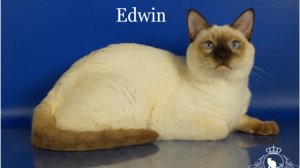 Тайские котята мальчик Edwin, 9,5 месяцев, шоколад-пойнт ждет хозяев_