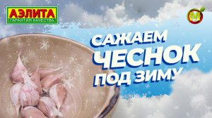 ЧЕСНОК ПОД ЗИМУ. Как и когда сажать чеснок?