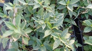 Осенняя подкормка черенков и результат. монофасфат творит чудеса.