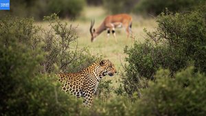 Леопард охотится на африканскую антилопу и гоняет шакалов