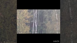 Когда утро доброе ! Тишина , птицы и больше никаких звуков !!