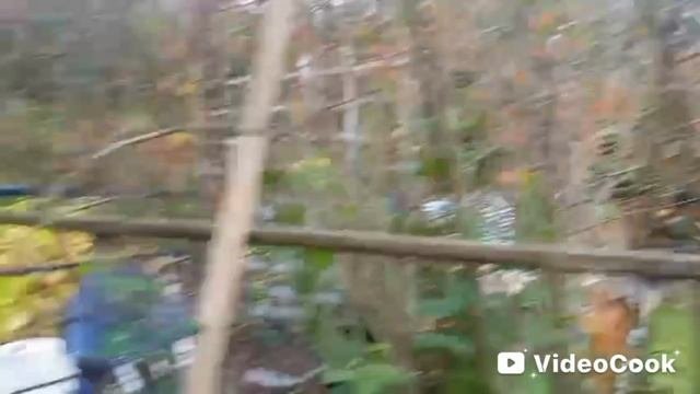 Шиповник созрел