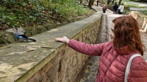 Сойки в Курортном парке, Кисловодск