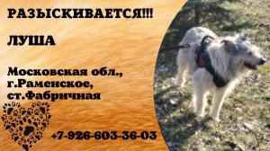 Пропала собака! ЛУША, Московская обл., г.Раменское.