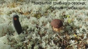 закрытие грибного сезона  белые грибы