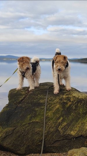 п-ов. Рыбачий, путешествие Скифа и Белки