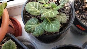 Мои глоксинии на 27.09.25г.