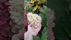 Мои гортензии Скайфол, Бонфаер, Даймонд Руж, Ванила Фрайз 27.09.2025