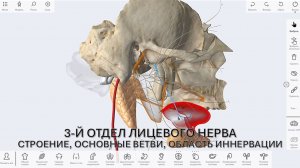 5. 3-й отдел лицевого нерва.