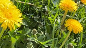 Время жизни…