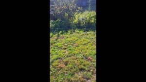 1000035627.mp4 (Собака наблюдает за устройством заземления в доме А-фрейм)