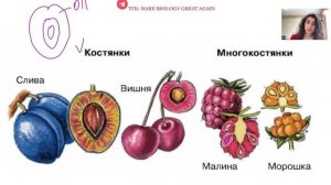 плод многокостянка у малины. подготовка к егэ по биологии. ботаника