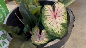 Удачные покупочки в магазине "Светофор".