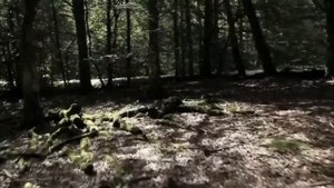 От истоков к нашим дням с ASKO