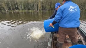 Зарыбление водоёма форелью в количестве 1000 кг.Навеска 2-3.5+кг.