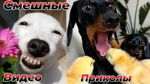 Самые смешные видео приколы|Юмор и Приколы