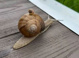 EcclesiaRus. Добро пожаловать на канал!