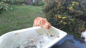 кошки рыбачат.