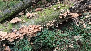 VID_20250917_164520.mp4