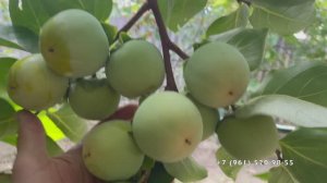 Хурма Зенджи- Мару и Хиакуме 25.09.25 год, Новороссийск.