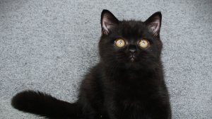 British Shorthair male Color black Born 24.06.2025. Британский короткошерстный мальчик Окрас чёрный.
