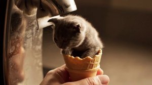 Для любителей котиков 🐱❤️