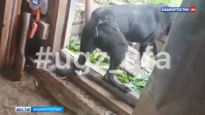 Дворняга провалилась в погреб в Уфе
