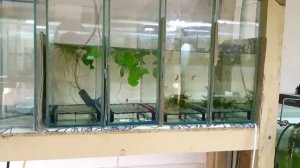 ДАНИО ПОПЛЫЛИ, ПОПЛОХЕЛО САМЦУ СКАЛЯРИИ, КАКИМ КОРМОМ КОРМЛЮ РЫБ