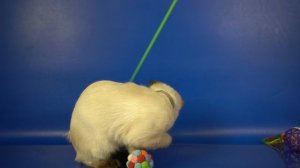 Тайские котята мальчик Lucas Gamlet, 3 месяца 10 дней, сил-пойнт.