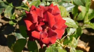 22==09==2025  ПВН  КМР   (209)