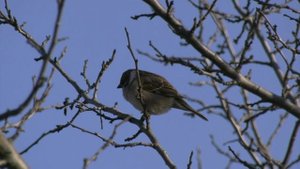 Найденная при разборке сарая родственника винтовка, довела жителя Семилукского района до тюрьмы