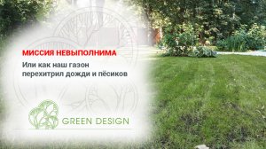 Миссия невыполнима или как наш газон перехитрил дожди и пёсиков